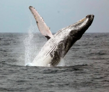 La tarea clave de la grasa en las ballenas jorobadas